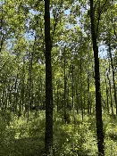 Purdue HTIRC Timber Select Black Walnut Seedling (Juglans nigra L.)