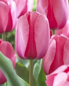 Pink Impression Rose Pink Tulip Bulbs (25 Pack) | Premium Dutch Flower Bulbs — Burnside Farms