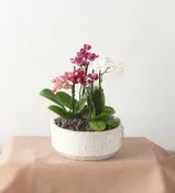 Mini Orchid Garden