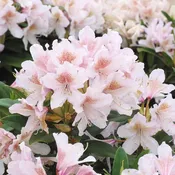 Cunningham’s Blush Rhododendron