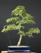 Dwarf Japanese Maple Bonsai ST0013