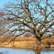 Bur Oak