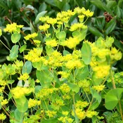 Bupleurum ‘Graffiti’