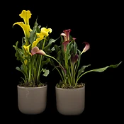 Double Cala Lily Plant