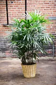 Rhapis Palm (Lady Palm)