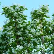 Tokyo Tower Chinese Fringe Tree