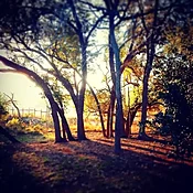 CottonWood