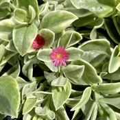 Baby Sun Rose Variegated 6" Pot