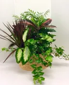 14" EXTRA LARGE BASKET DISH GARDEN