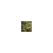 Aloe Vera Gel