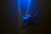 Anelakai Kona Manta Night Snorkel