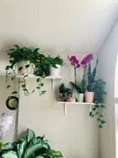 Golden Pothos Cuttings - Low Light Indoor Plant - Tropical Vining Plant - Air Purifier Plant