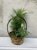 Dish Garden