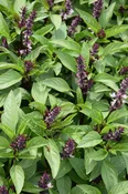Basil