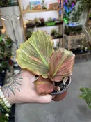 Kaempferia Galanga Variegated — Seattle Plant Daddy