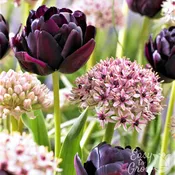 Allium & Tulip - Beauty & Sparkle Blend