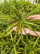 Augustifolium Croton Plant (codiaeum variegatum)