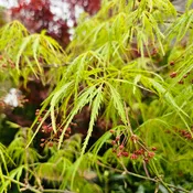 Acer palmatum 'Viridis' (Japanese Maple)