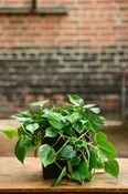 Philodendron