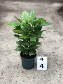 4″ Coffee Arabica