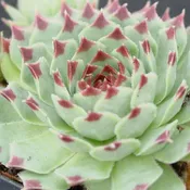 Calcareum Sir William Lawrence