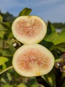 Atreano Fig Tree (ficus carica)