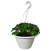 1.5G Basil HB