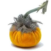 5" Carrot w/Guinea Feather Collar
