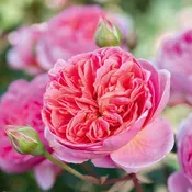 Boscobel®