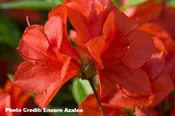 AZALEA ENCORE AUTUMN BRAVO (3 GALLON) azalea x ‘encore’