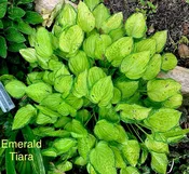 Emerald Tiara