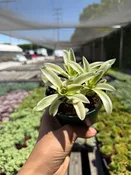 4″ Crassula Campfire ‘Variegated’