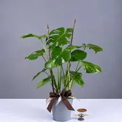 Split Leaf Monstera - 6" Plant