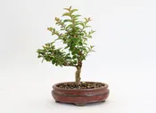 Chickasaw Crepe Myrtle in a 6.5" Red Glazed Pot
