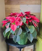 8" RED POINSETTIA