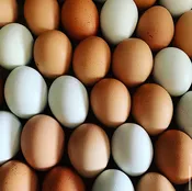 Organic Pastured Eggs