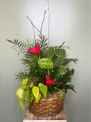 CARDINAL DISH GARDEN