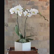 Double Stem Orchid Plant With Succulent