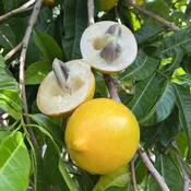 Abiu – Yellow Ciamito
