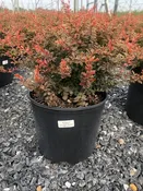 Berberis thunbergii ‘Admiration’ — Shreckhise Nurseries