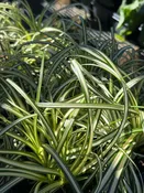 Carex 'Moon Falls' / MOON FALLS SEDGE — Franks Perennial Border
