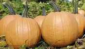 Cider Pumpkin (Farmore FI400)