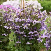 Clematis 'Stand by Me Lavender'
