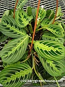 Prayer Plant (Lemon Lime Maranta)