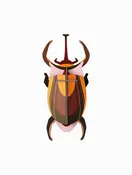 3D Wall Art - Insect - Elephant Beetle