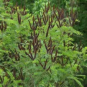Amorpha fruiticosa<br>Indigo Bush