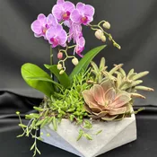 Orchids in Geo -Premium