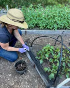 Bird X Netting: Critical Seedling Protection