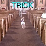 Alex G - Trick