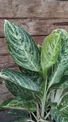 10" Aglaonema Golden Madonna